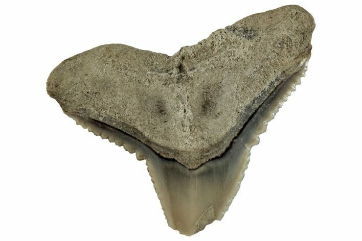 Bargain, Fossil Shark (Carcharhinus) Tooth - Bone Valley, Florida #297240